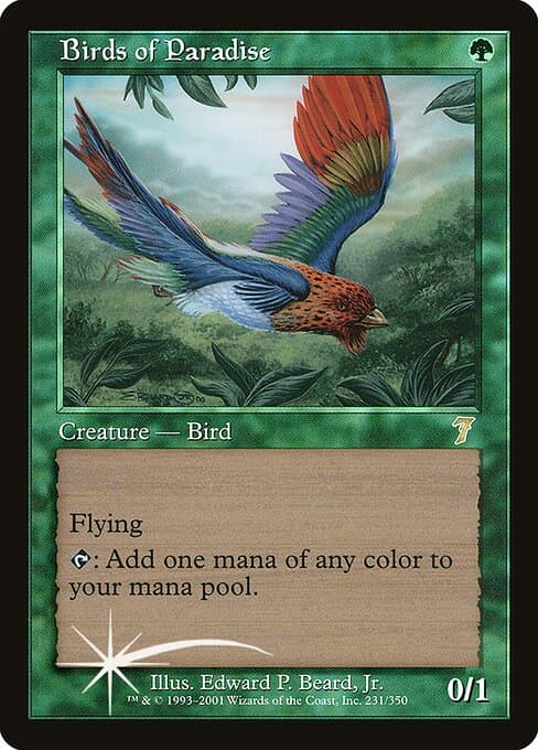 Birds of Paradise