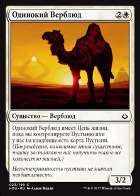 Solitary Camel