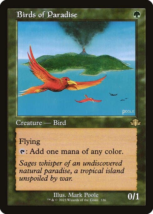 Birds of Paradise