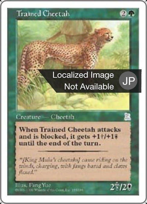 Trained Cheetah